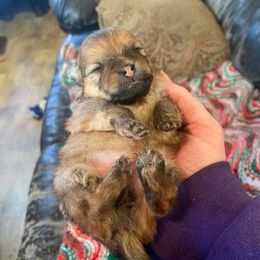 Pomeranian Puppies from Epiphany Pomeranians