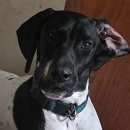 Jupiter - German Shorthaired Pointer