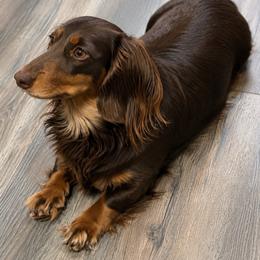 Piggy - Dachshund