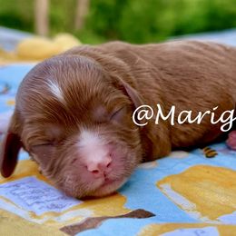 Betsy - Red female Cavapoo puppy in Kansas from Marigold Pups