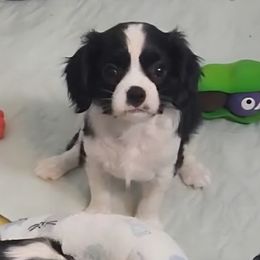 Gianna - Black and white female Cavalier King Charles Spaniel puppy in Stilwell, Oklahoma from Love Bug Cavaliers