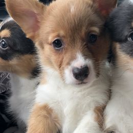 American Corgi and Pembroke Welsh Corgi Puppies from Red White & Bluie Corgi