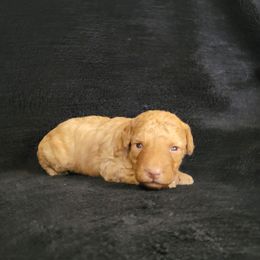 Timmy - Red  male Poodle puppy in Missouri from KDK Missouri Miniature Poodles