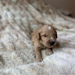Toffee - Apricot male Goldendoodle puppy in Jacksonville, Florida from Dandelion Doodles