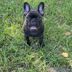 Girl 1 - female French Bulldog puppy in Astatula, Florida from Reds Frenchies