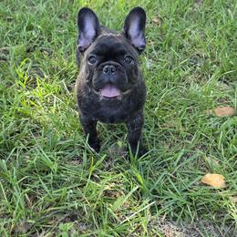 Girl 1 - female French Bulldog puppy in Astatula, Florida from Reds Frenchies