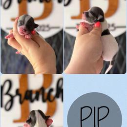 Pip - Blue and white male Chihuahua puppy in Harrison, Michigan from Cloud9 Chihuahuas