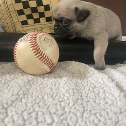 Evelyn - Fawn female Pug puppy in Hanover, Virginia from Pure Pugs