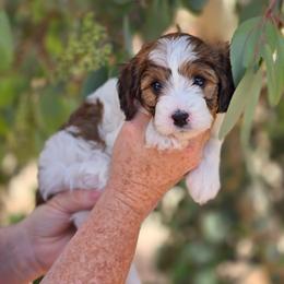 Maisy - Sable female Cavapoo puppy in Las Cruces, New Mexico from Moongate Cavaliers
