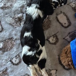 Cavalier King Charles Spaniel and Labrador Retriever Puppies from Happy Tails Kennel