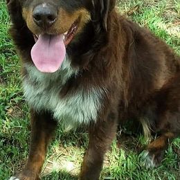 Oakley - Australian Shepherd