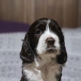 English Springer Spaniel Puppies from Rocky Top Springer Spaniels