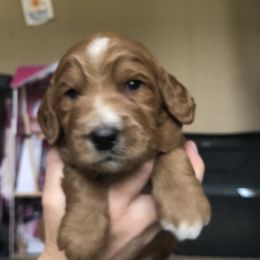 Goldendoodle Puppies from Flightline Doodles