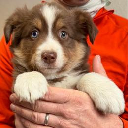 Red Tri 1 - Red tri-color female Australian Shepherd puppy in Craig, Missouri from Hidden Hollow Aussies