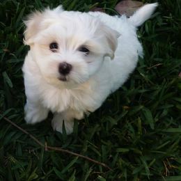Havanese Puppies from Dearheart Havanese