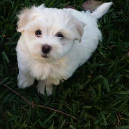Havanese Puppies from Dearheart Havanese