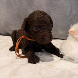 Ember - Brown male Poodle puppy in Cleveland, Texas from Jolley Poodles