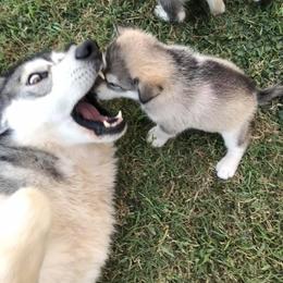 Alaskan Malamute Puppies from Ghost Dance Alaskan Malamutes