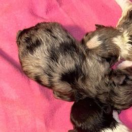 Molly - Blue merle female Pomeranian puppy in Zavalla, Texas from Precious Puff Poms