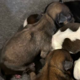 Pheonix - Brindle male Shih Tzu puppy in Boaz, Alabama from Happy Haven Farm