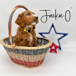 Assorted Doodle Crosses and Goldendoodle Puppies from Cynology Doodles