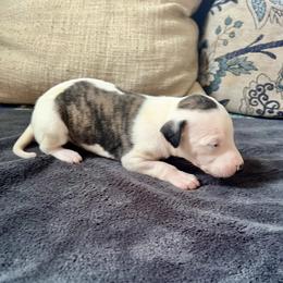 Fanny - Fawn brindle female Whippet puppy in Clinton, Tennessee from Ivanhoe Borzoi