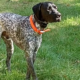 Zeke - German Shorthaired Pointer