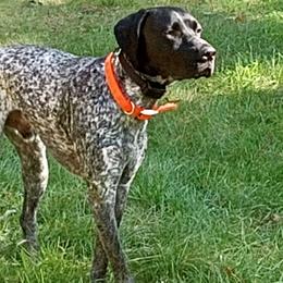 Zeke - German Shorthaired Pointer