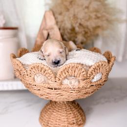 Clyde - Cream male Goldendoodle puppy in Ooltewah, Tennessee from Allison Family Doodles