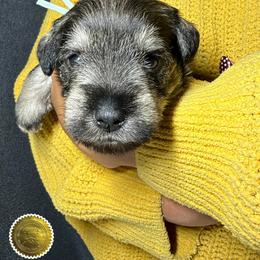 Dalton - Salt and pepper male Miniature Schnauzer puppy in Frankford, Delaware from Miniature Schnauzers of Delmarva