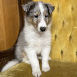 Collie and Yorkshire Terrier Puppies from Jolly Collies & Kingdom Elite Yorkshire Terriers
