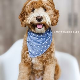 Goldendoodle Puppies from Mitten Doodles