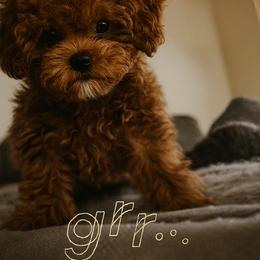Goldendoodle Puppies from Kid's Best Doodle