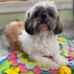 Penelope - Red and white female Shih Tzu puppy in Stafford, Virginia from Bayview Pups