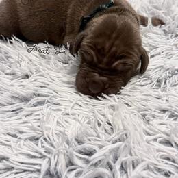 Sprout - Chocolate male Great Dane puppy in Norton, Ohio from Guilty Pleasure Great Danes & Frenchies