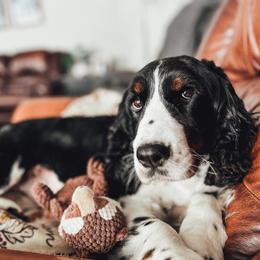 Fern - English Springer Spaniel