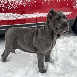 Neapolitan Mastiff Puppies from Unique Uprisings
