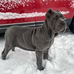 Neapolitan Mastiff Puppies from Unique Uprisings