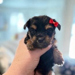 Coco 2400 - Black and gold female Yorkshire Terrier puppy in Midland, Texas from Southern Yorkie Pies