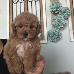 Sir Bamm-Bamm-silver collar - Red male Maltipoo puppy in Southern,, California from Maltipoo Tiny Pups & More