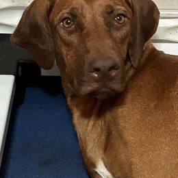 Boys - Rd whtn blk nose male Rhodesian Ridgeback puppy in Ocala, Florida from DogWood Kennels