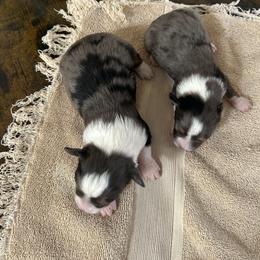 Toy Australian Shepherd Puppies from Itty Bitty Aussies