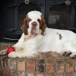 Ivy - Clumber Spaniel