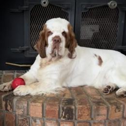 Ivy - Clumber Spaniel