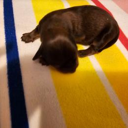 Junior - Dapple male Dachshund puppy in Strong, Arkansas from Dachshunds R Us