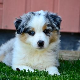Australian Shepherd Puppies from Saddle Peak Aussies