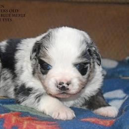 Owen - Blue merle male Miniature Australian Shepherd puppy in Patterson, North Carolina from DreamLine Aussies