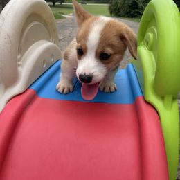 Biscuit - Red male Pembroke Welsh Corgi puppy in Apison, Tennessee from Ashmore Corgis