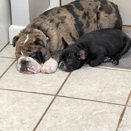 Bulldog and French Bulldog Puppies from Crystals Bulldog Bungalow