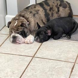 Bulldog and French Bulldog Puppies from Crystals Bulldog Bungalow